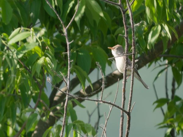 <h3>Iduna&nbsp;pallida / Eastern&nbsp;olivaceous&nbsp;warbler / Oostelijke&nbsp;vale&nbsp;spotvogel</h3><p>De Oostelijke Vale Spotvogel heb ik pas tegen het eind van de reis goed op de foto kunnen zetten. Hij liet zich meestal diep in een bosje alleen maar horen.</p>OM-1 Mark II met OLYMPUS M.150-400mm F4.5 TC, 1/2000 sec  bij F5.6, ISO 1600, afstand 40.9&nbsp;m